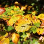 Herbstlaub im Süntel