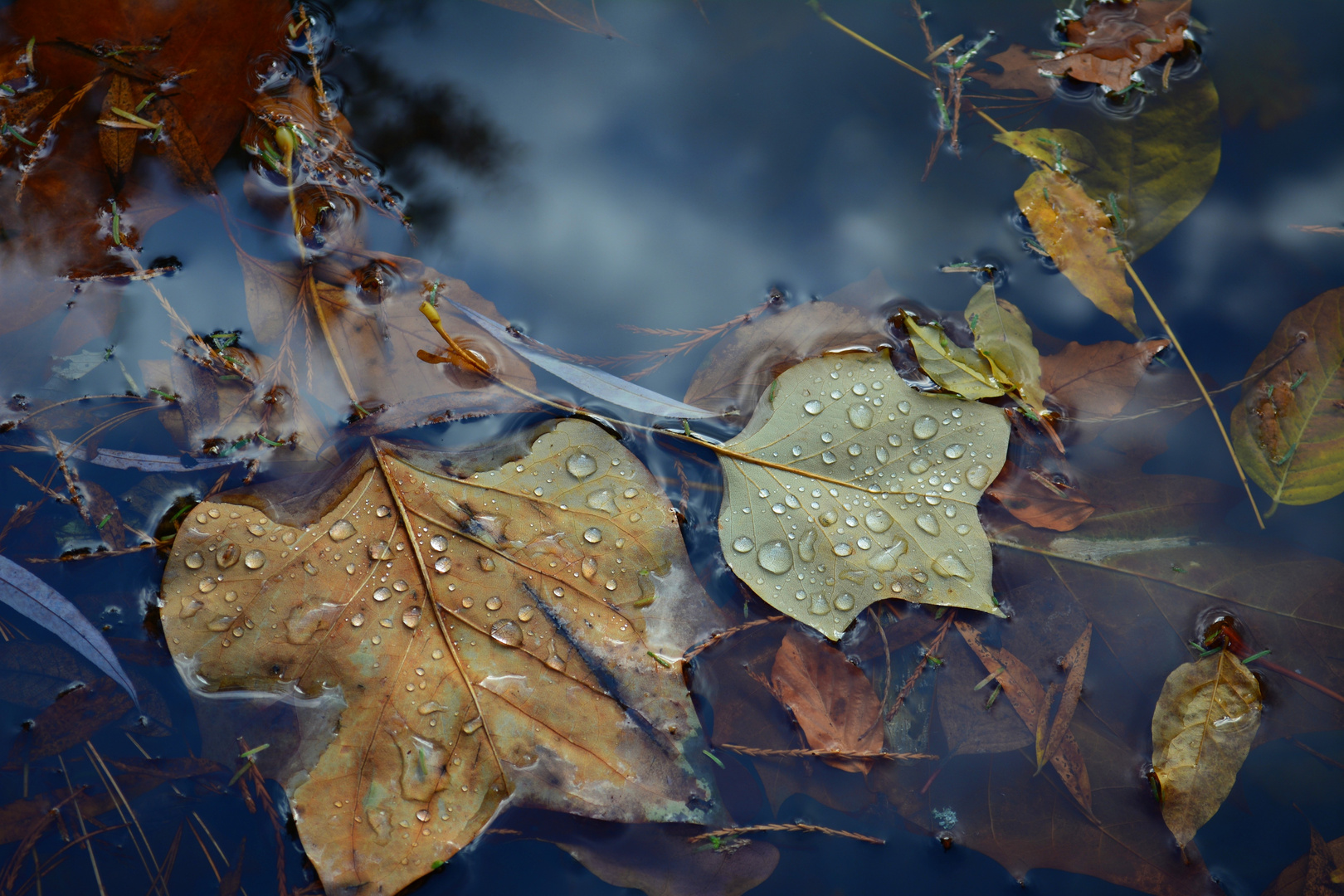 Herbstlaub im Teich