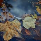 Herbstlaub im Teich