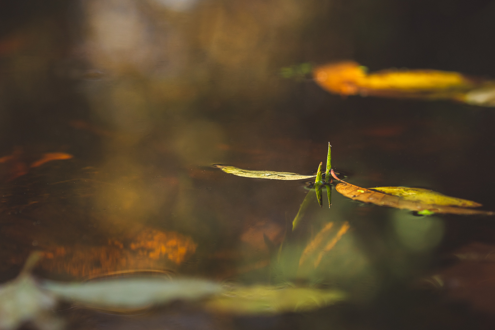 Herbstlaub im Teich