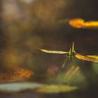 Herbstlaub im Teich