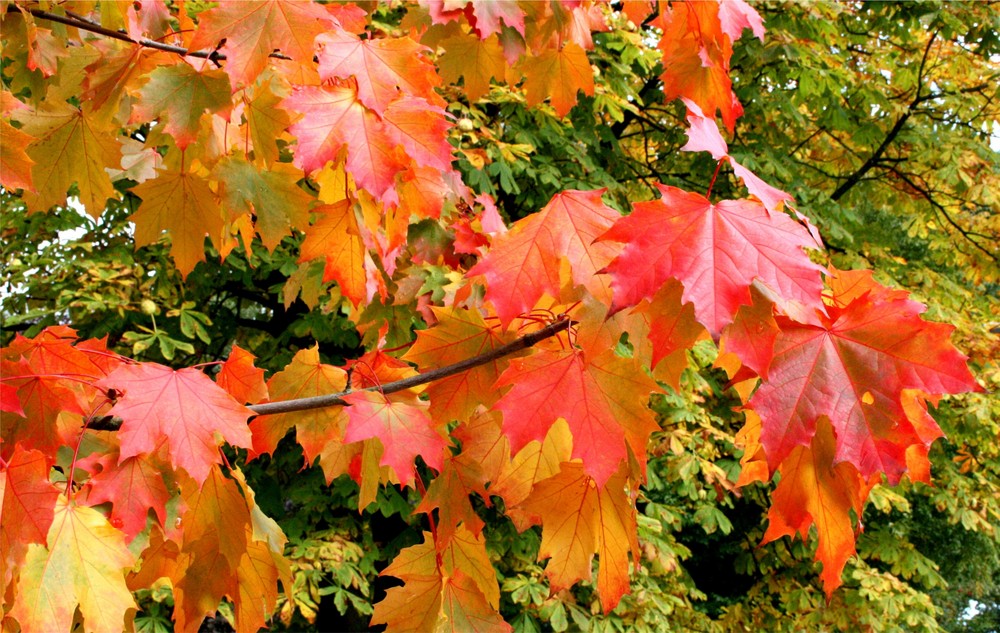 Herbstlaub im Trüben