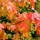 Herbstlaub im Trüben