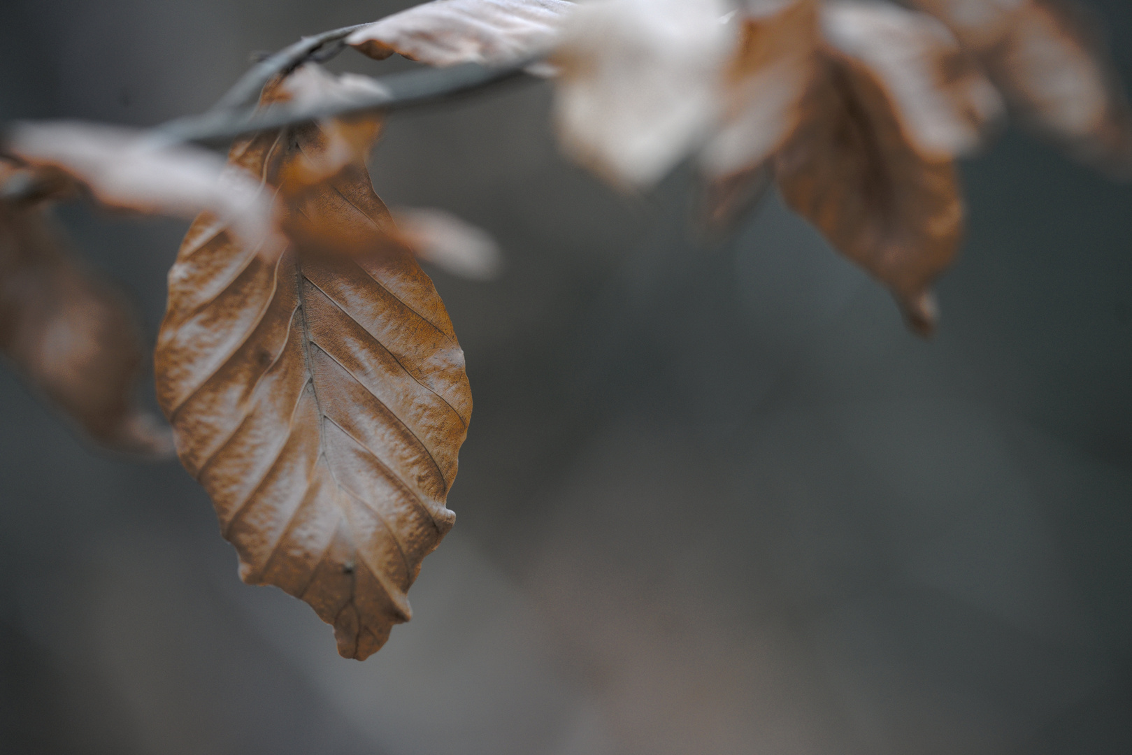 Herbstlaub im Wald