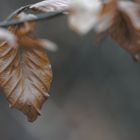 Herbstlaub im Wald