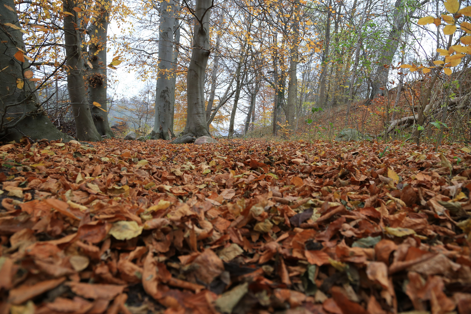 Herbstlaub im Wald am Pulower See