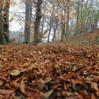 Herbstlaub im Wald am Pulower See