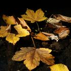 Herbstlaub im Wasser