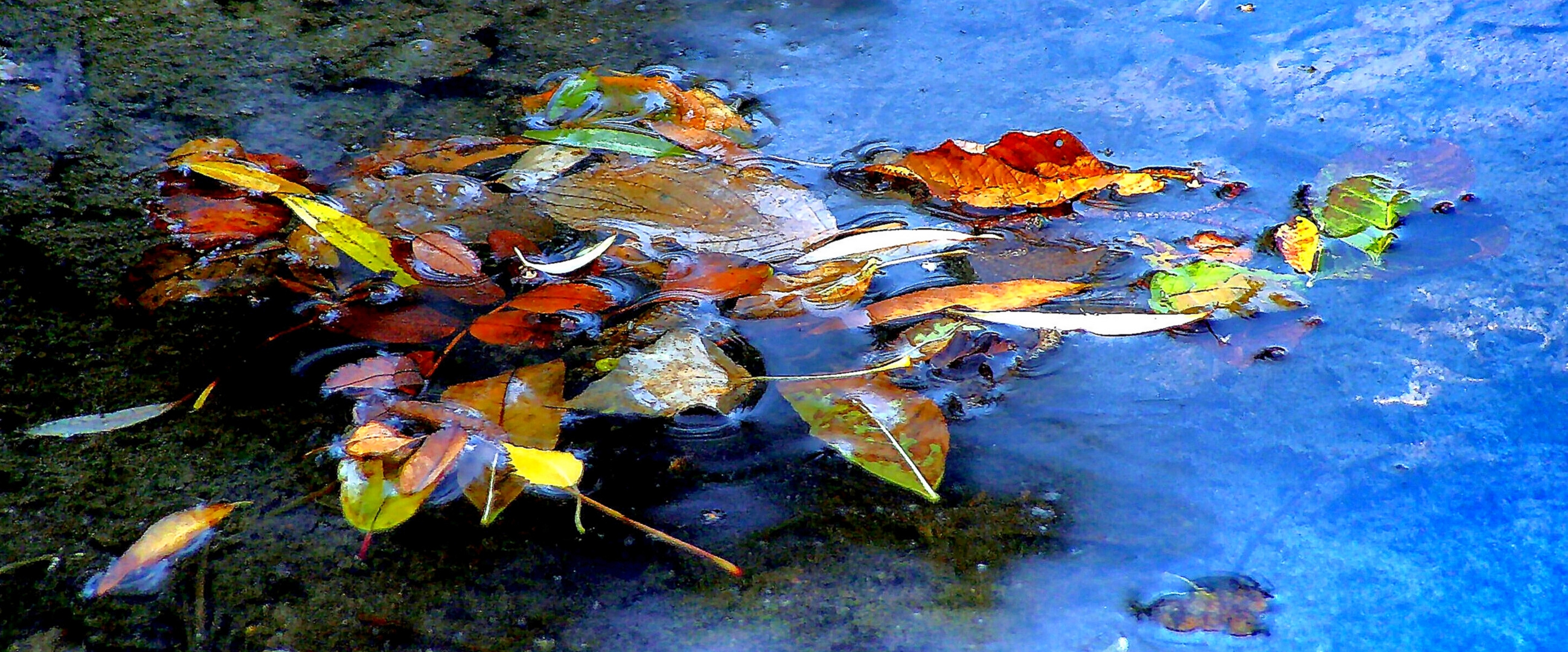 herbstlaub im wasser