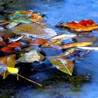 herbstlaub im wasser