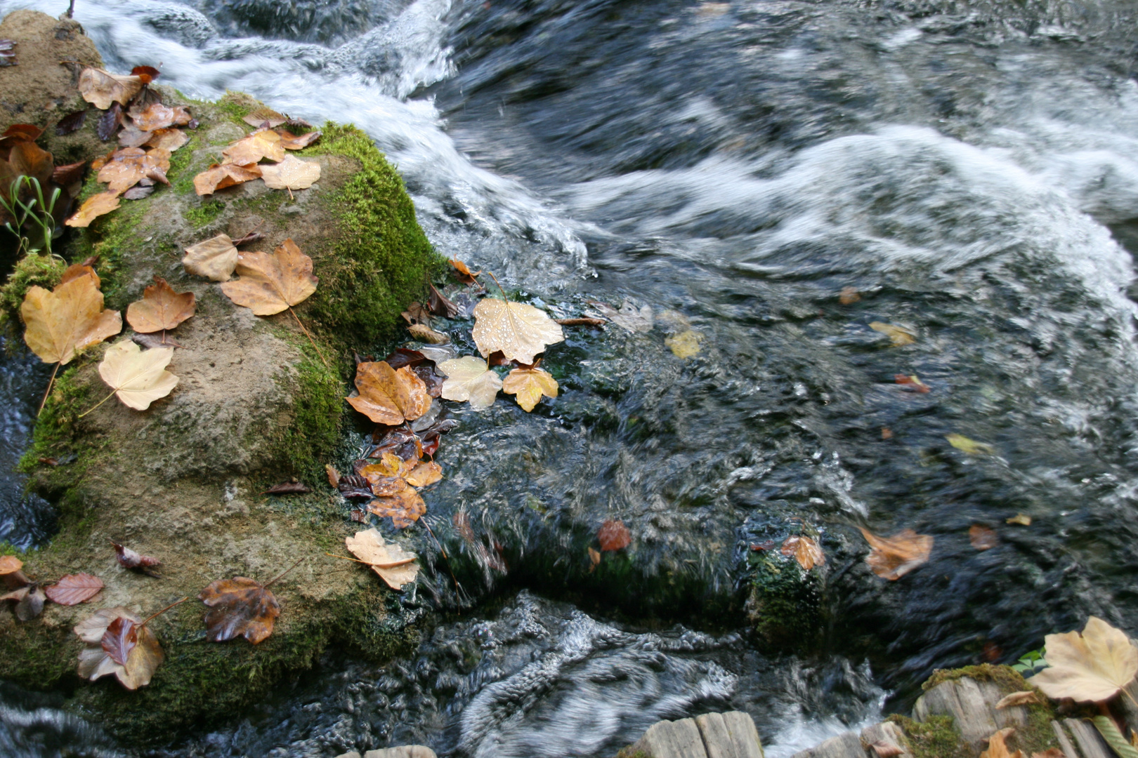 Herbstlaub im Wasser