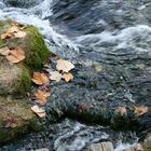 Herbstlaub im Wasser