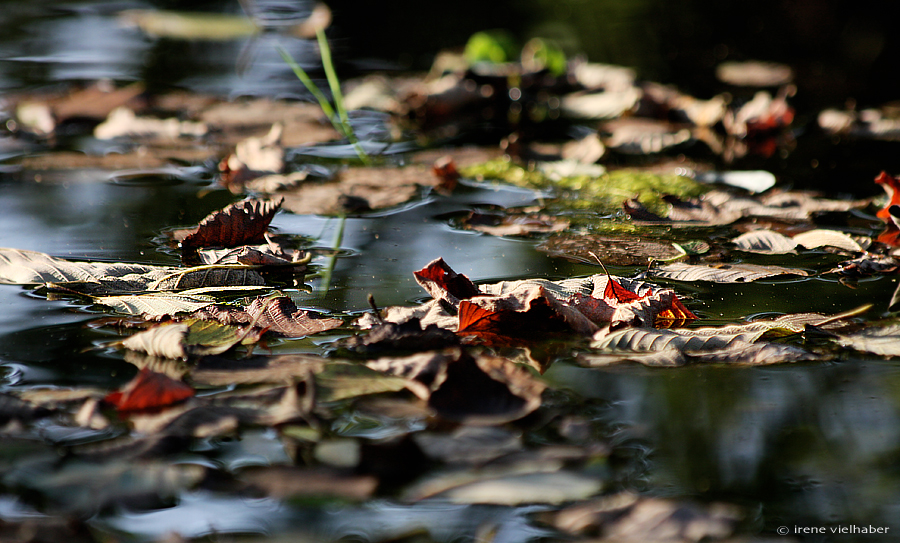 --- herbstlaub im wasser ---