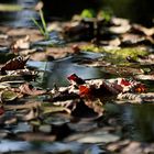 --- herbstlaub im wasser ---