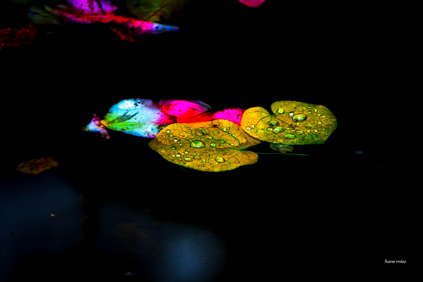 Herbstlaub im Wasser