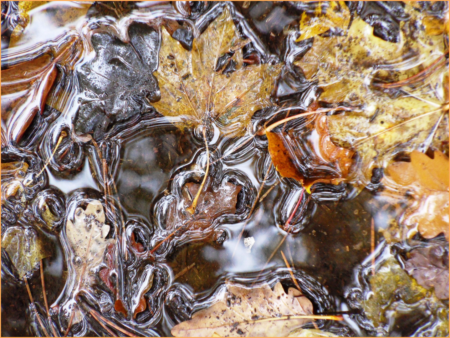 Herbstlaub im Wasser