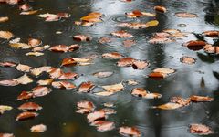 Herbstlaub im Wasser