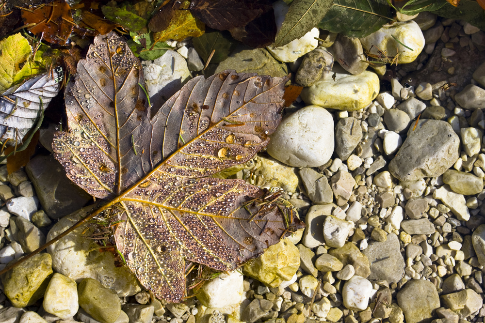 Herbstlaub im Weissenbach