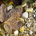 Herbstlaub im Weissenbach