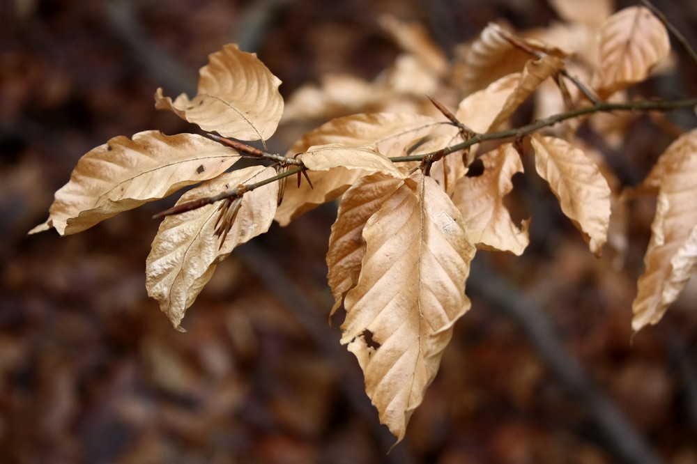 Herbstlaub im Winter