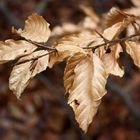 Herbstlaub im Winter