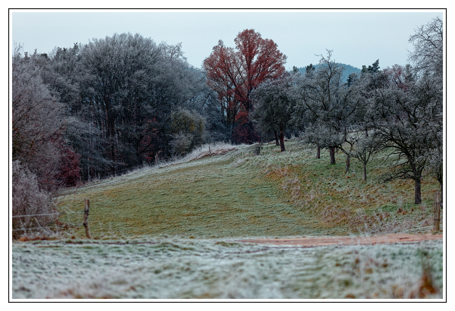 Herbstlaub im Winter