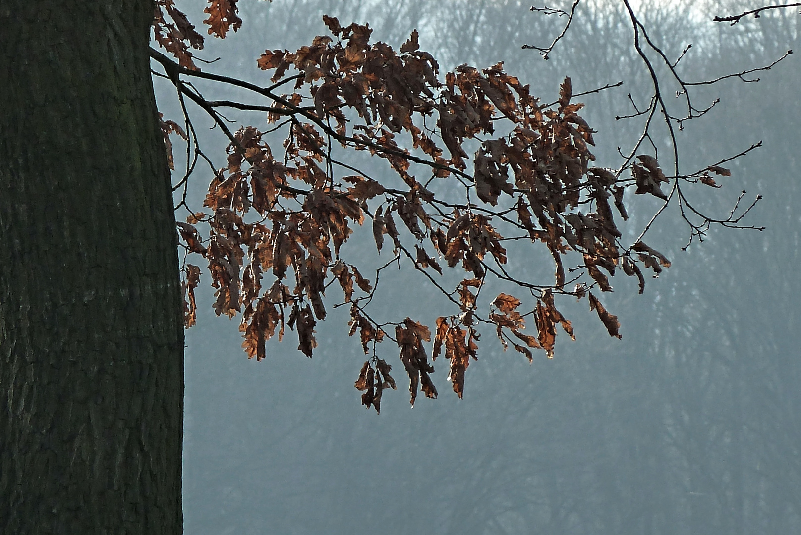 Herbstlaub im Winter