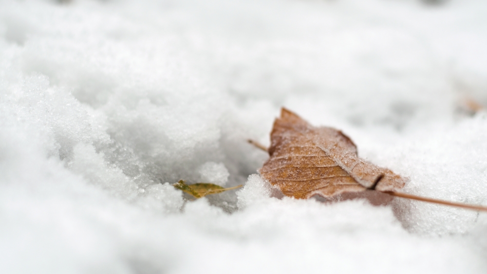 Herbstlaub im Winterschnee