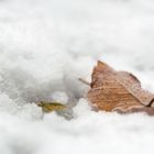 Herbstlaub im Winterschnee