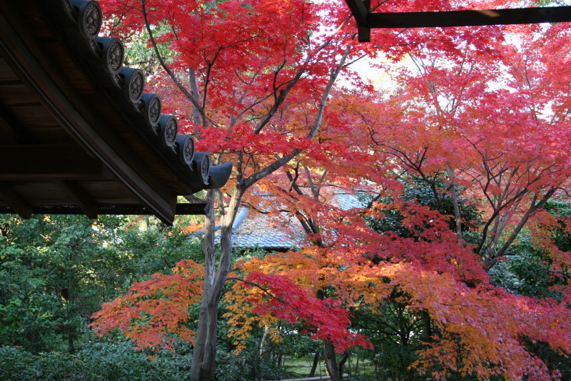 Herbstlaub in Arashiyama