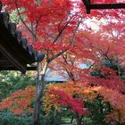 Herbstlaub in Arashiyama