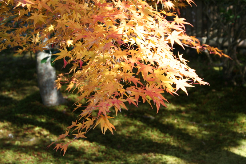 Herbstlaub in Arashiyama II