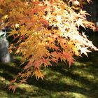 Herbstlaub in Arashiyama II