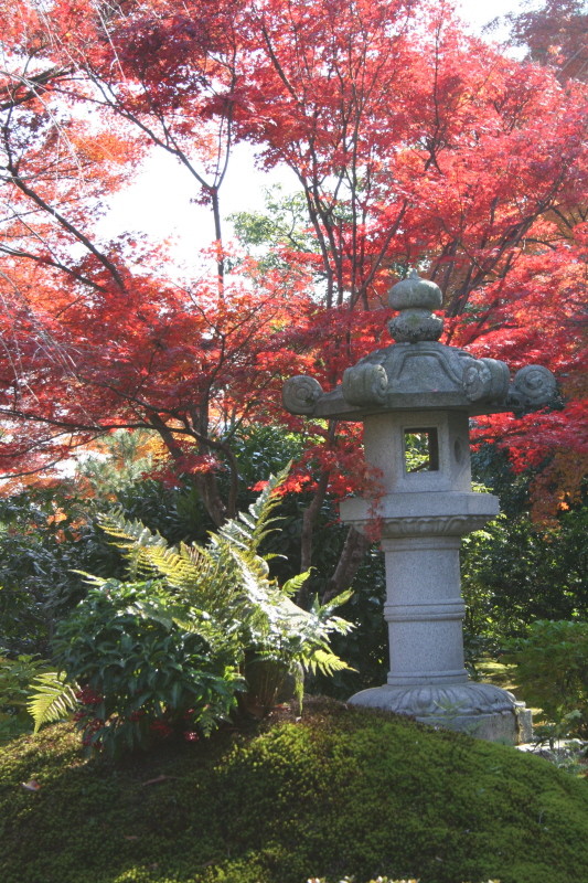 Herbstlaub in Arashiyama III