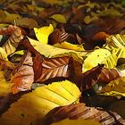 Herbstlaub in Braun und Gelb