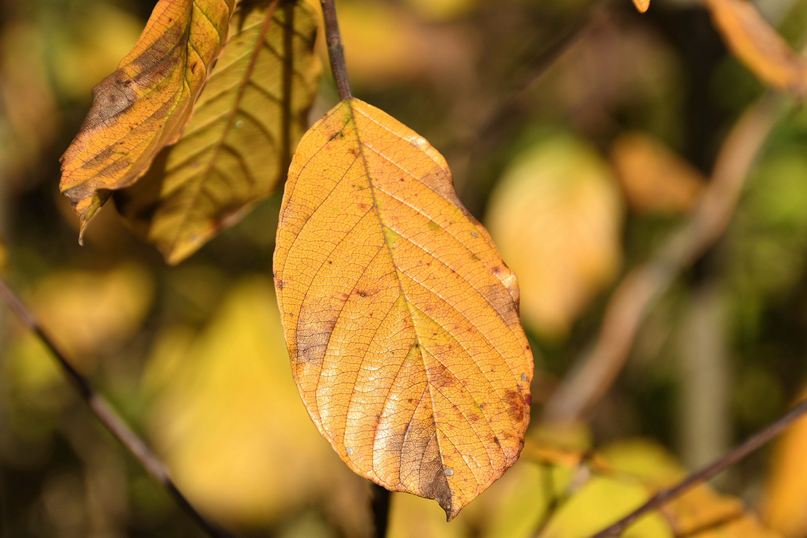 Herbstlaub in den Lechauen