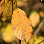 Herbstlaub in den Lechauen