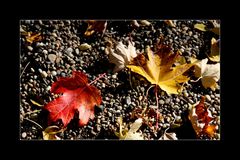 Herbstlaub in den schönsten Farben