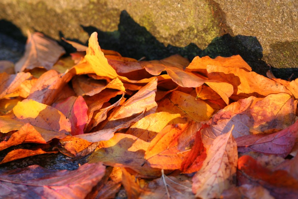 Herbstlaub in der Abendsonne