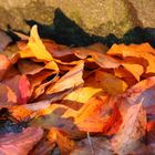 Herbstlaub in der Abendsonne