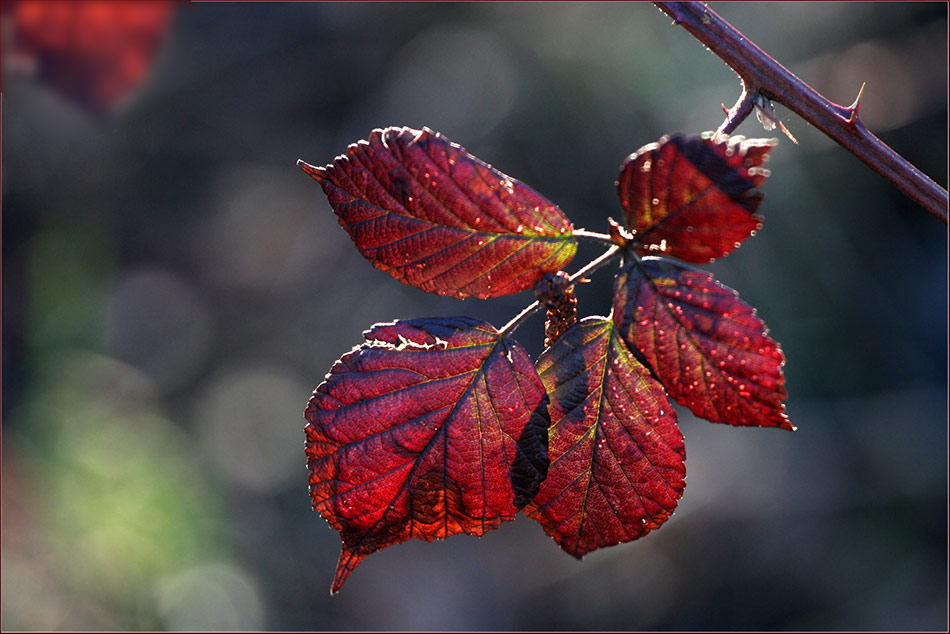 Herbstlaub in der Frühlingssonne...