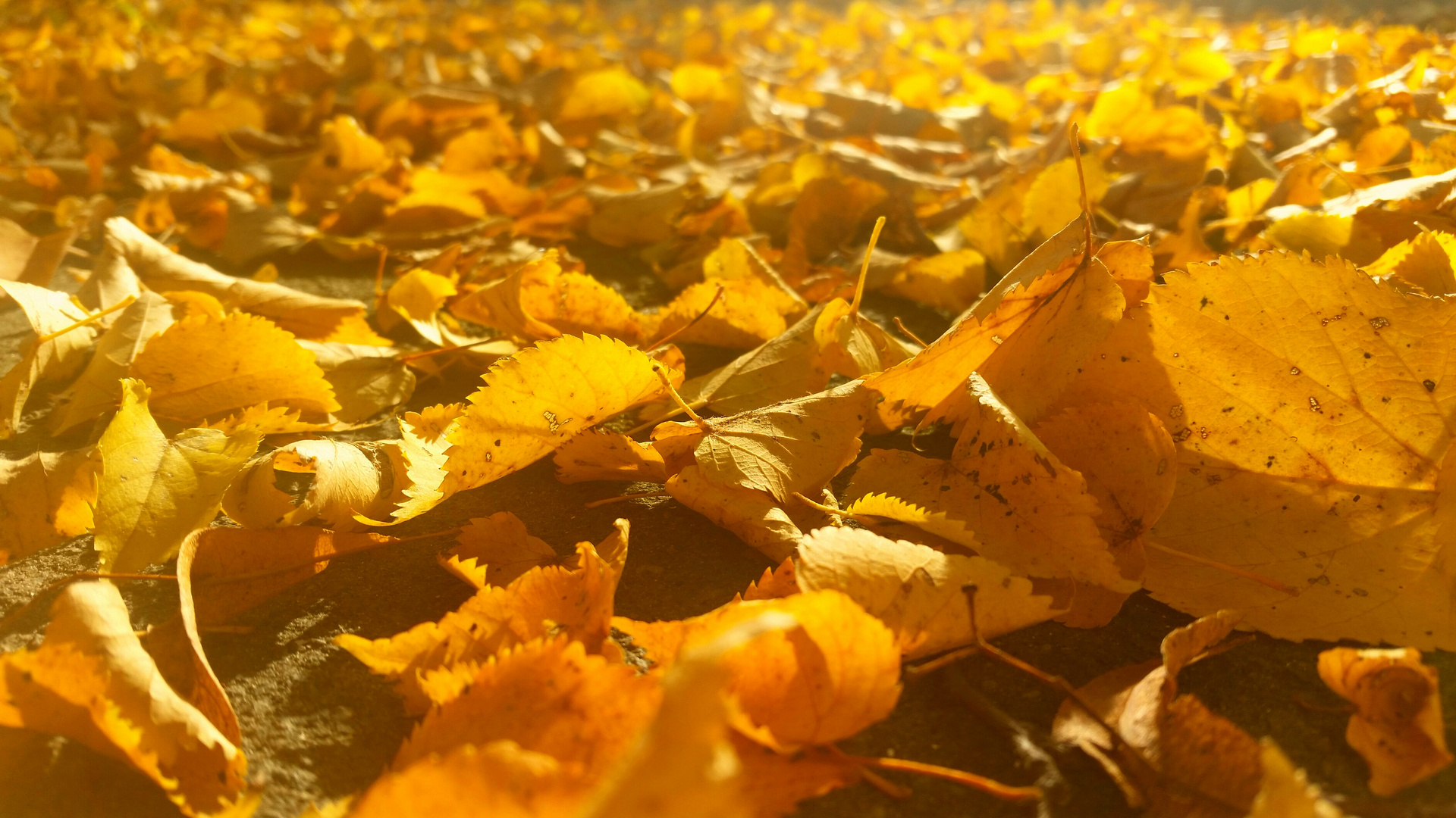 Herbstlaub in der Sonne