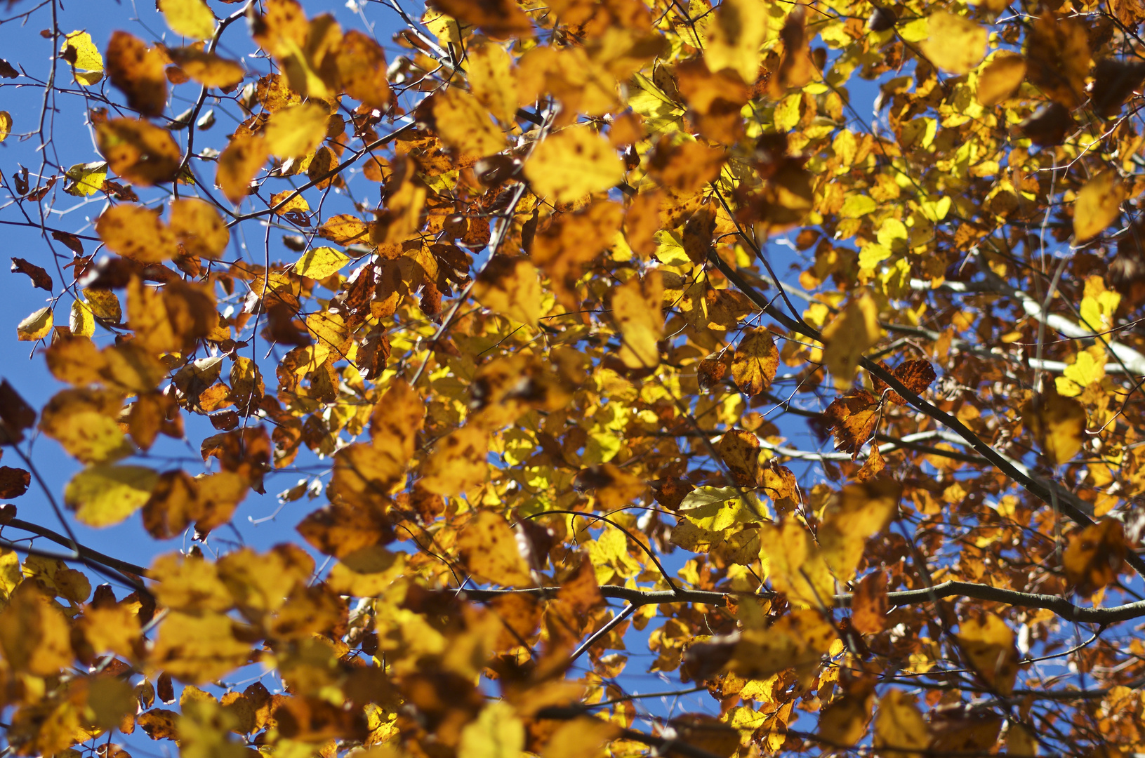 Herbstlaub in der Sonne