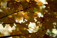 Herbstlaub in der Sonne