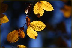 Herbstlaub in der Sonne