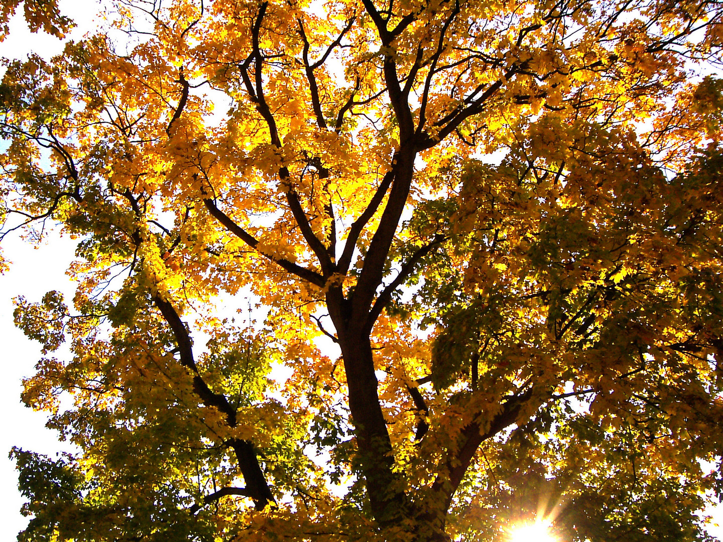 Herbstlaub in der Sonne