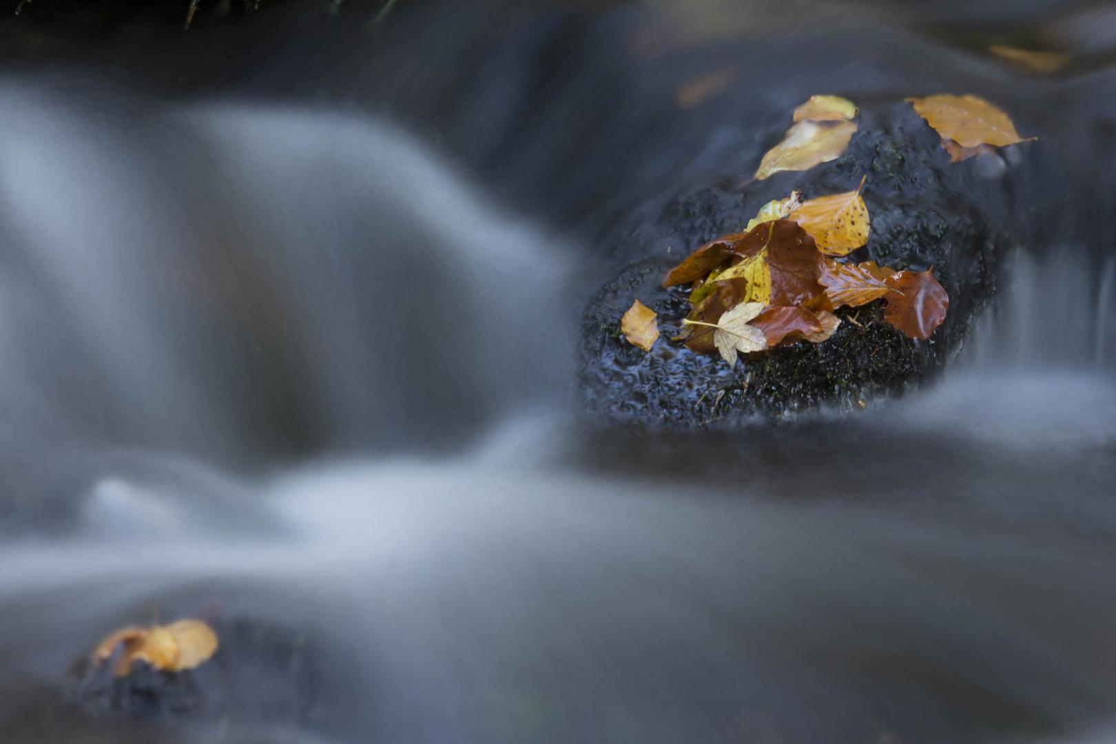 Herbstlaub in der Stromschnelle