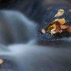 Herbstlaub in der Stromschnelle