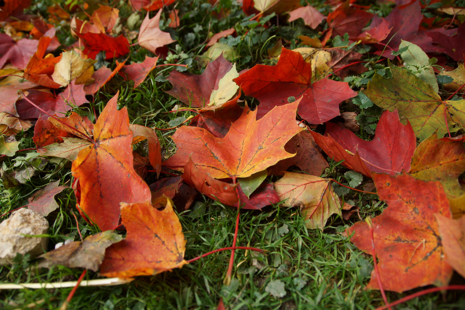 Herbstlaub in der Wiese