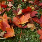 Herbstlaub in der Wiese